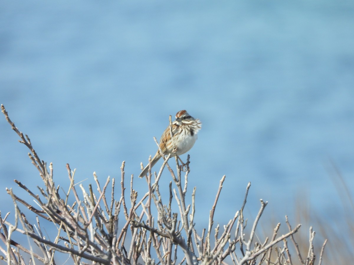 Song Sparrow - ML643035437