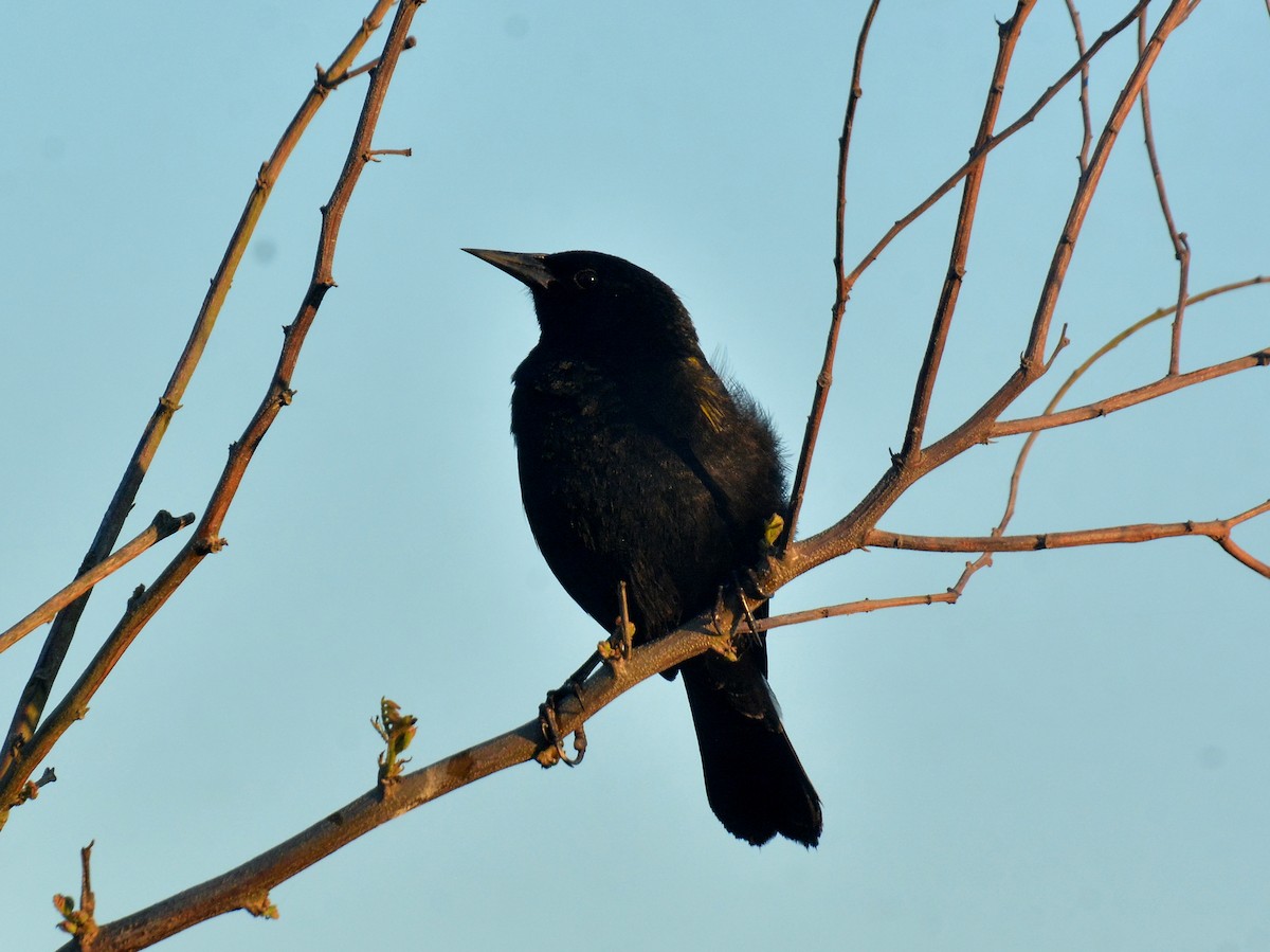 Yellow-winged Blackbird - ML643035438