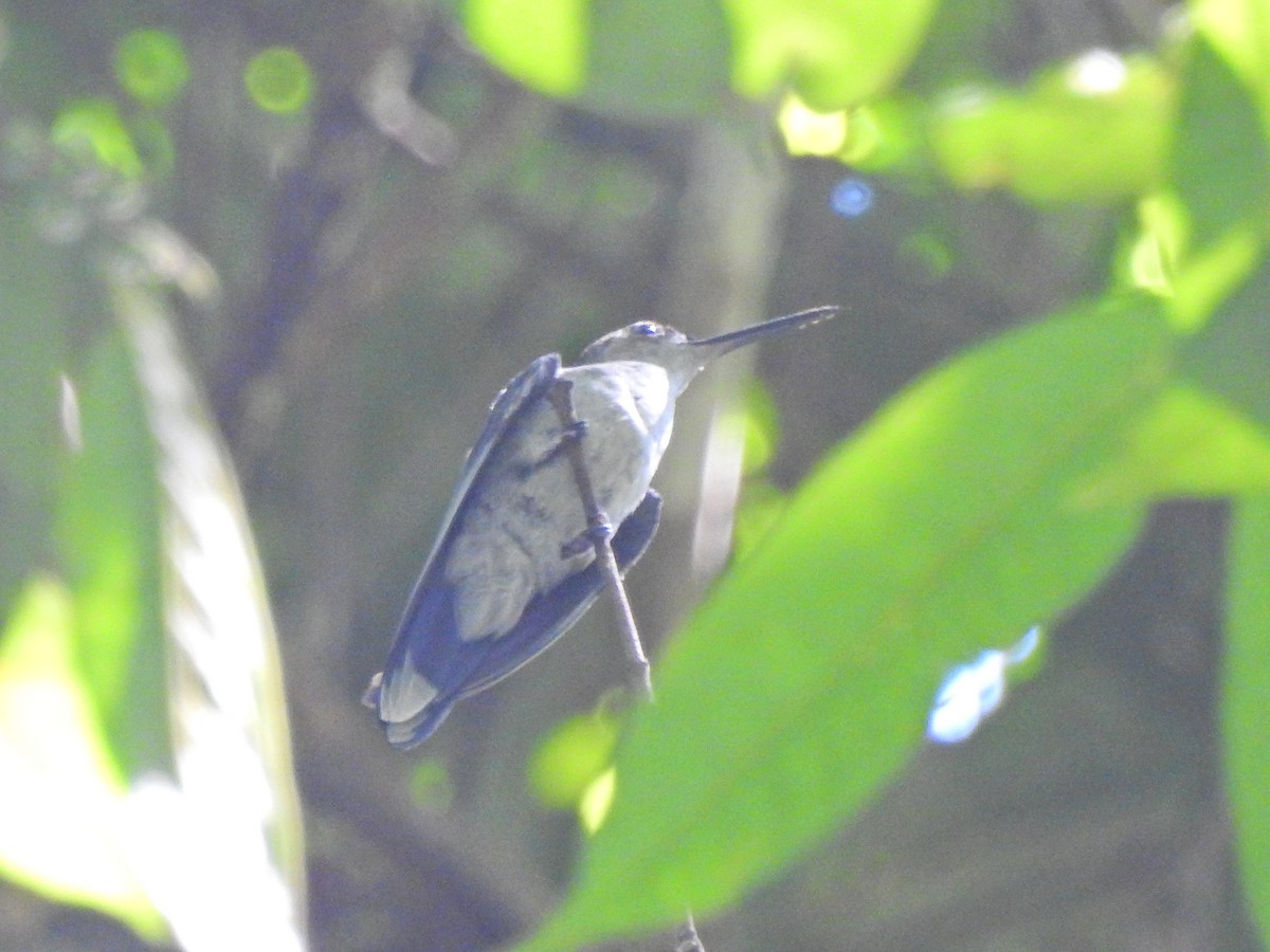 Gray-breasted Sabrewing - ML643035442