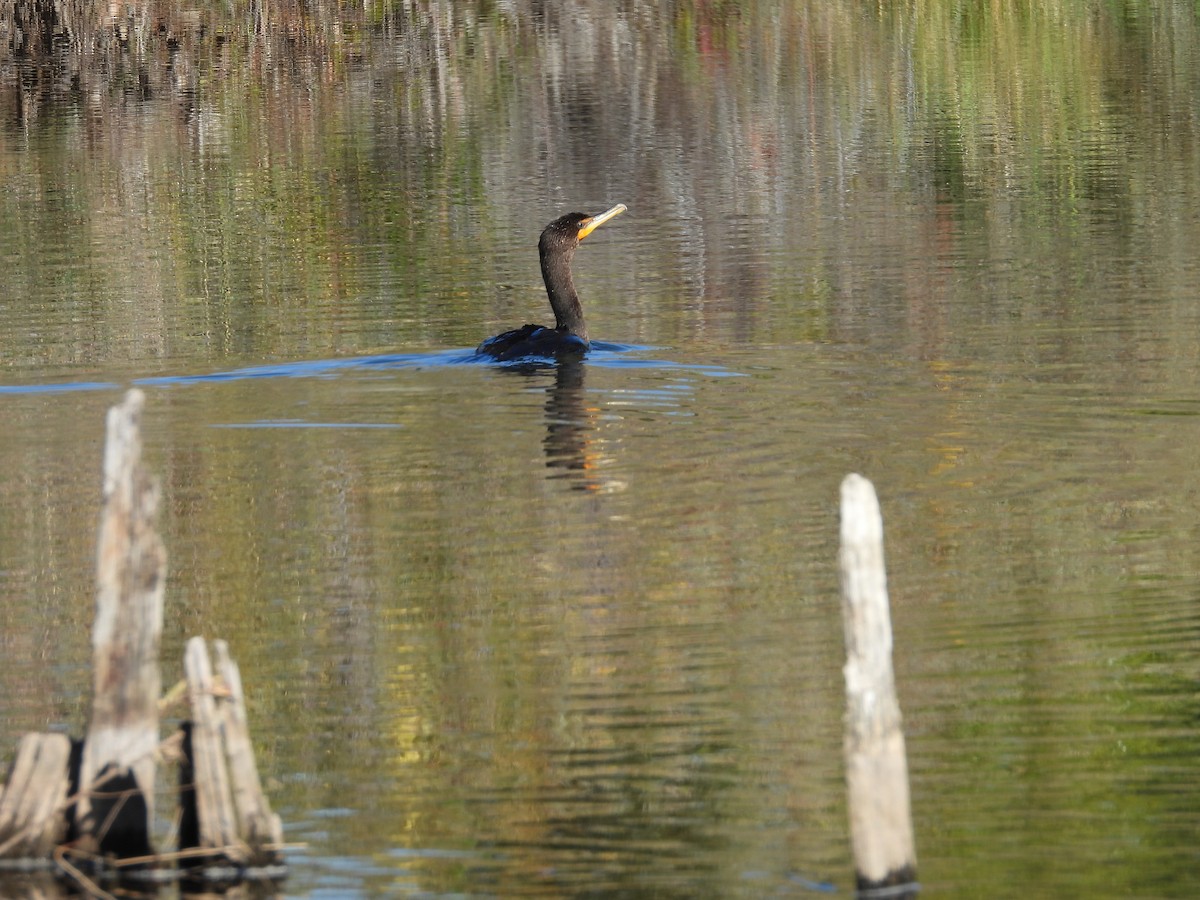 Double-crested Cormorant - ML643035448