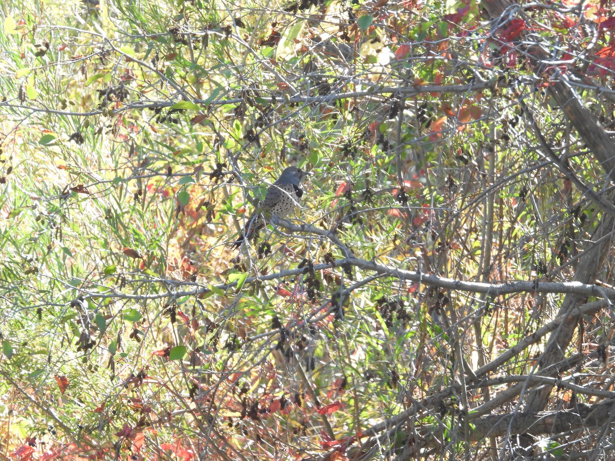 Northern Flicker - ML643035475