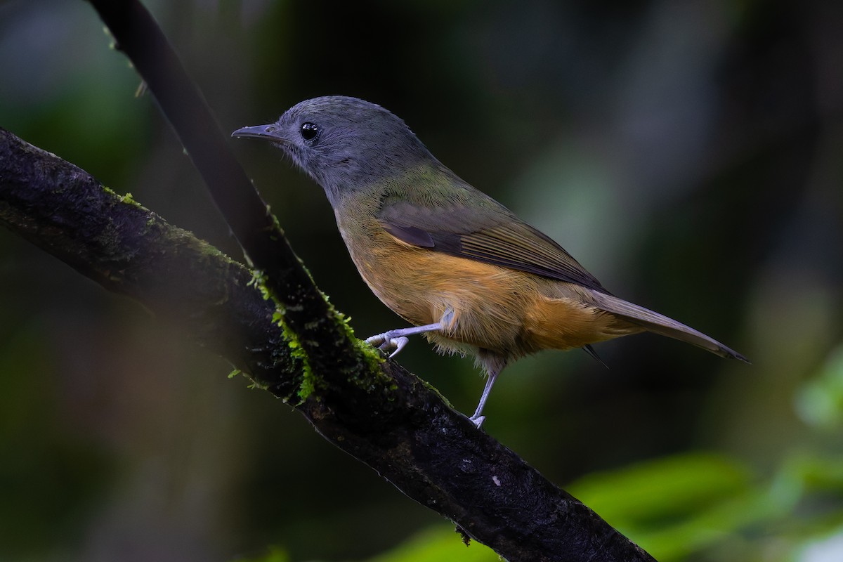 Gray-hooded Flycatcher - ML643035476