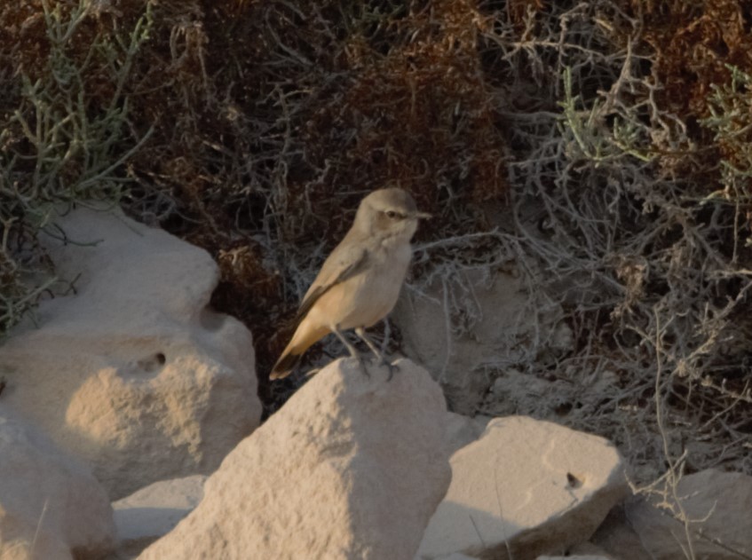 Persian Wheatear - ML643035478