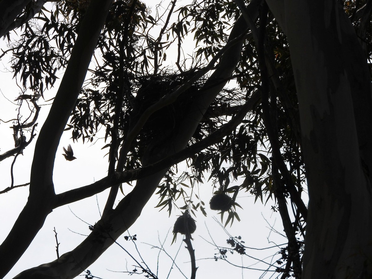 Cape Weaver - ML643035483