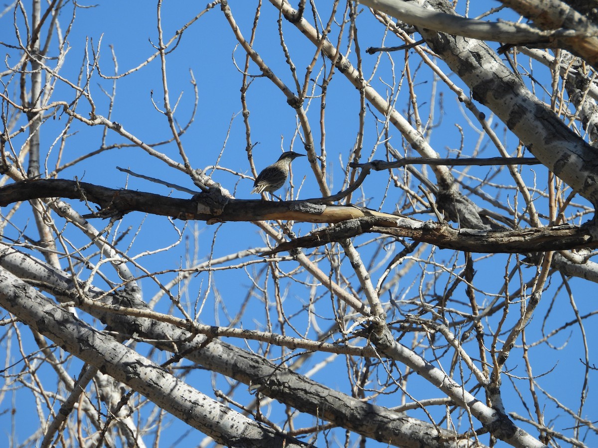 Western Meadowlark - ML643035489