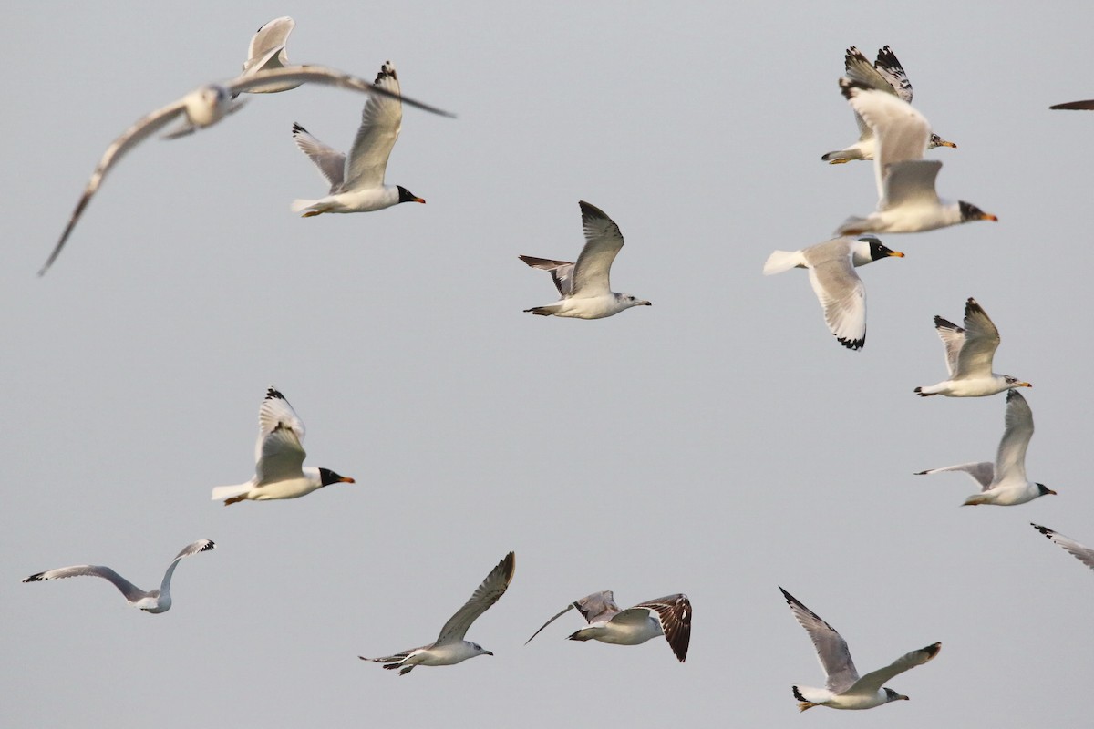 Pallas's Gull - ML643035493