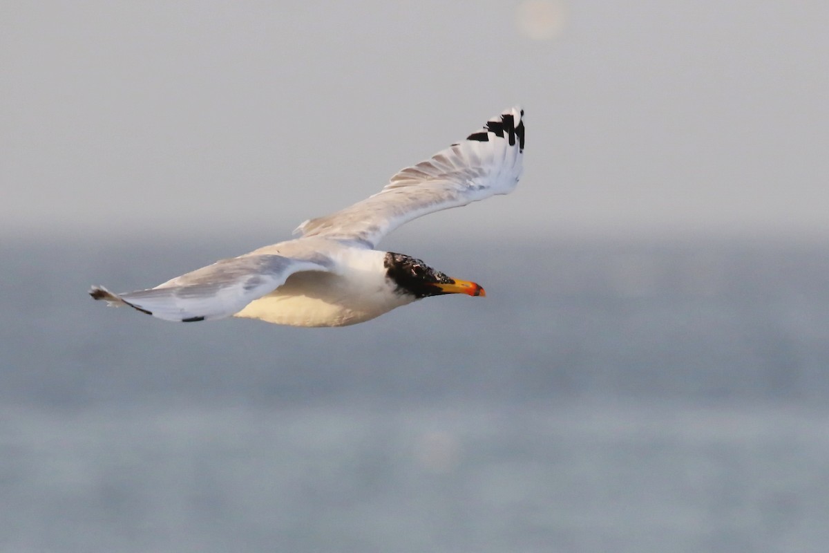 Pallas's Gull - ML643035494