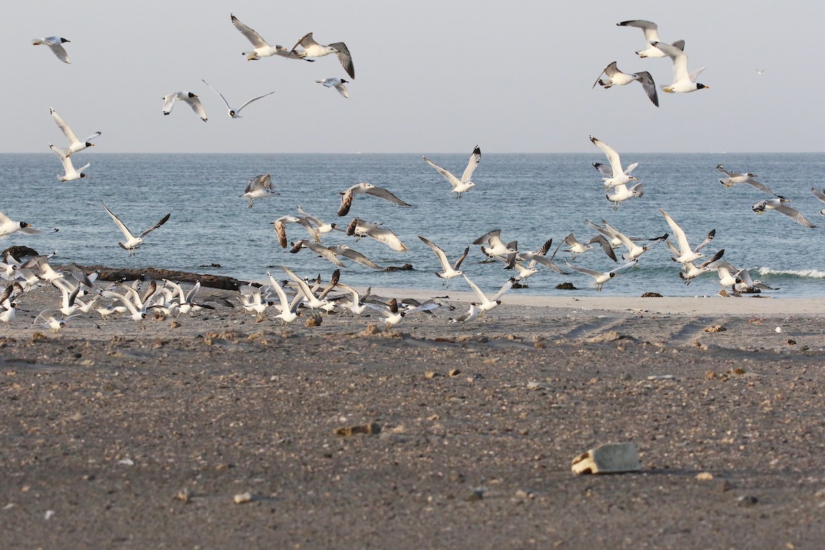 Pallas's Gull - ML643035495