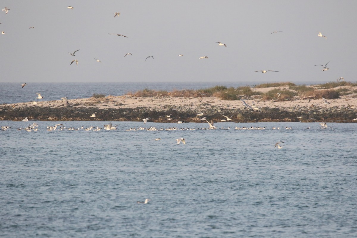 Pallas's Gull - ML643035496