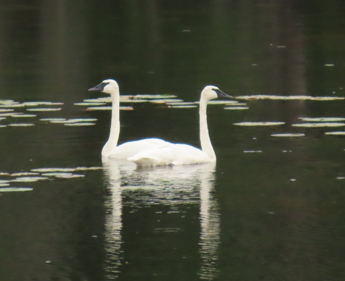 Trumpeter Swan - ML643035497