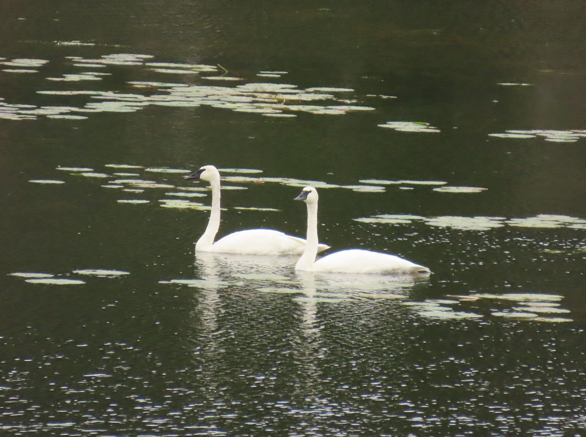Trumpeter Swan - ML643035498
