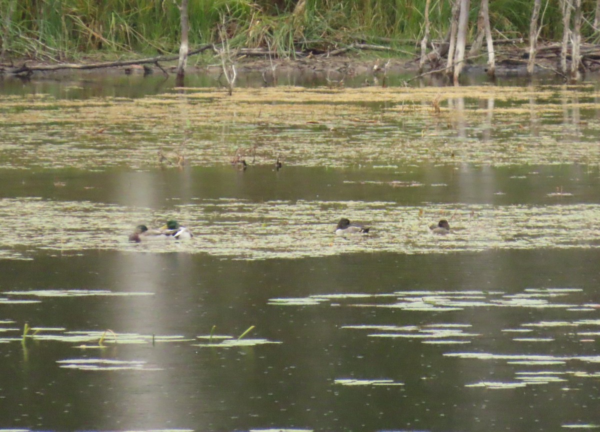 Ring-necked Duck - ML643035506