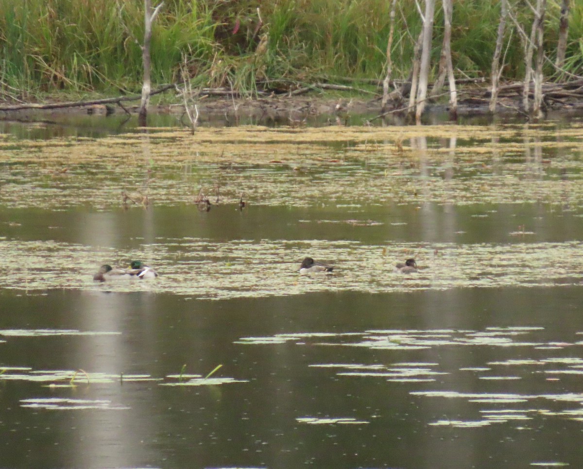 Ring-necked Duck - ML643035507