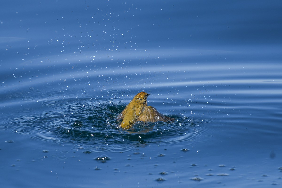 Ovenbird - ML643035518