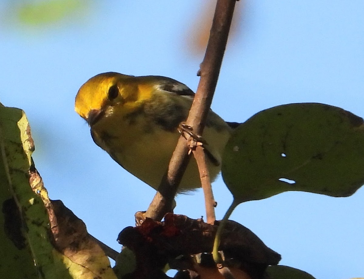 Black-throated Green Warbler - ML643035521