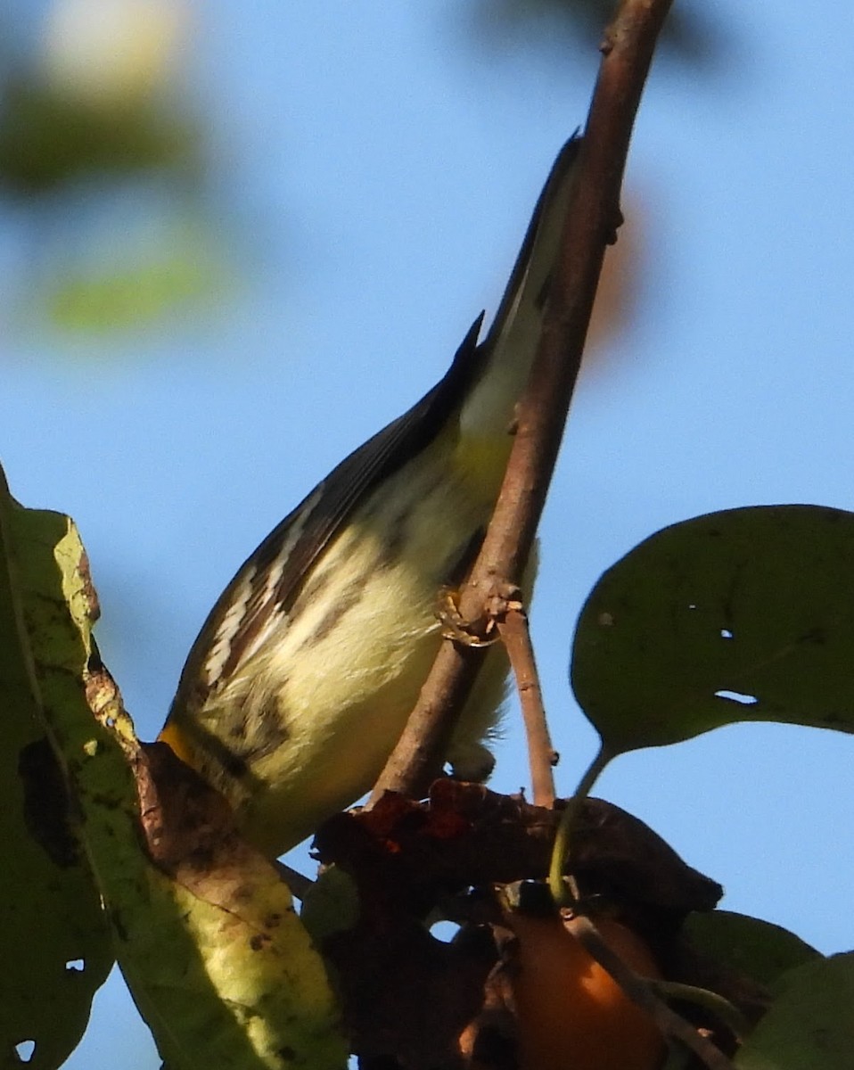Black-throated Green Warbler - ML643035522