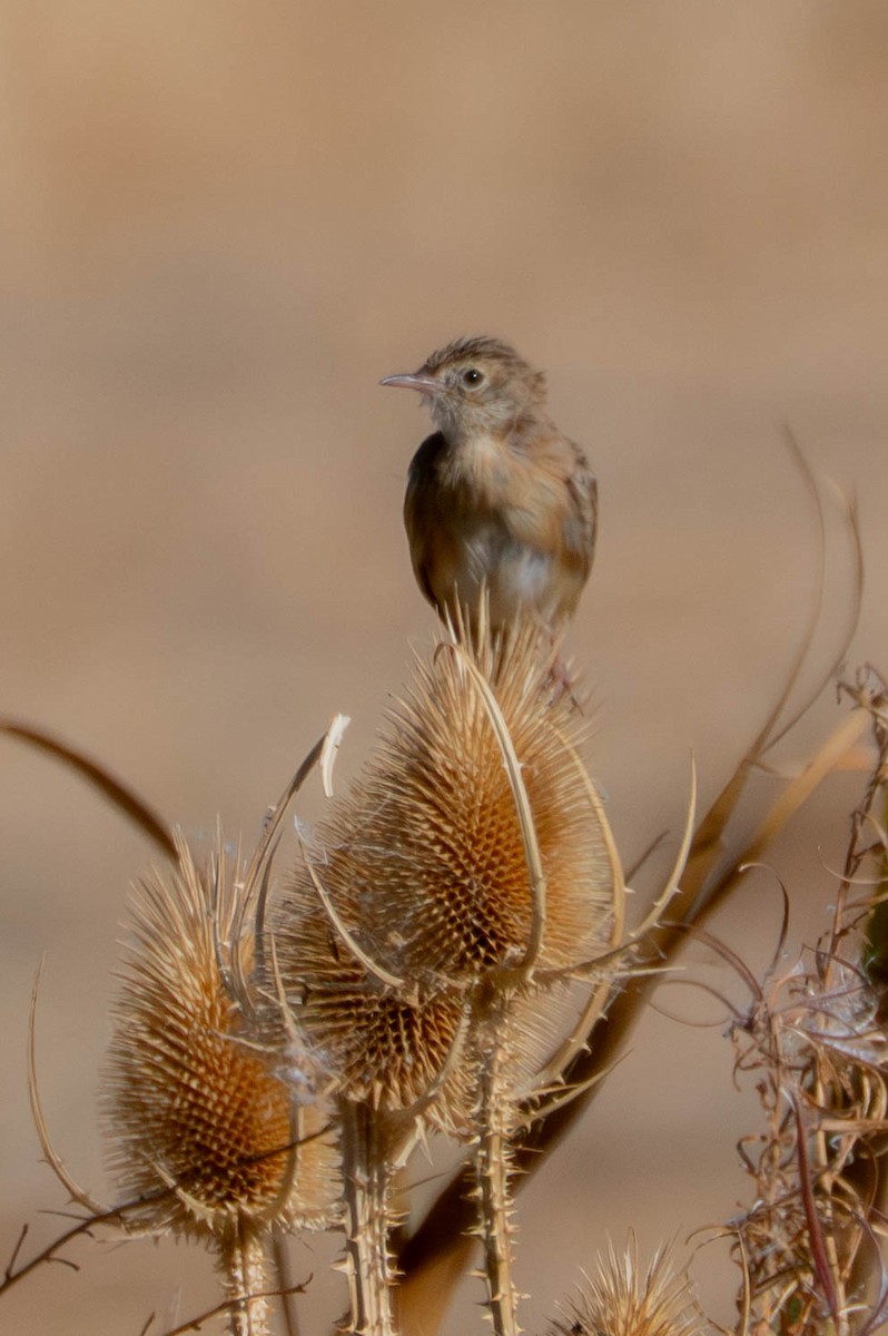 Zitting Cisticola - ML643035524