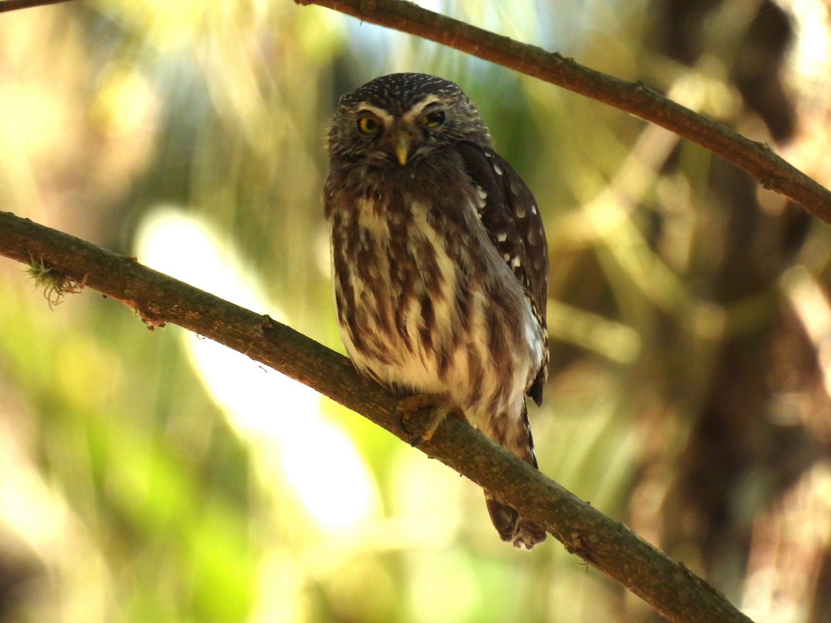 Ferruginous Pygmy-Owl - ML643035533