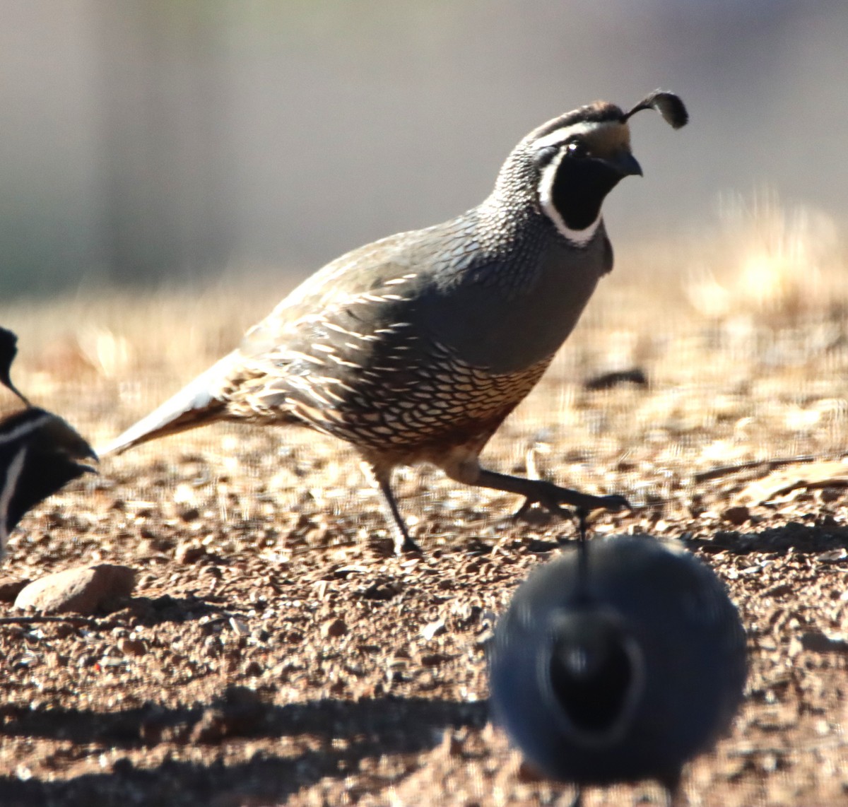 eBird Checklist - 6 Oct 2025 - Casner road - 13 species