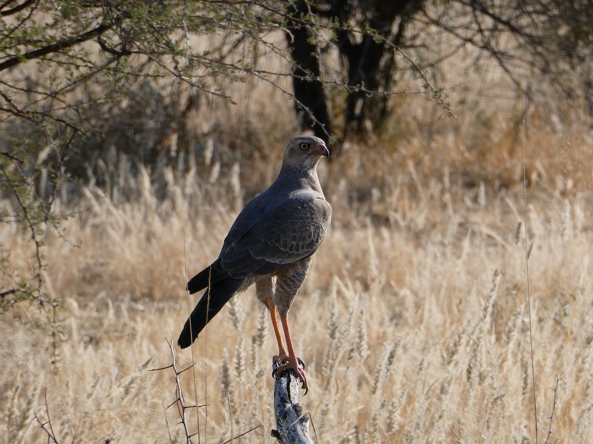 Pale Chanting-Goshawk - ML643035549