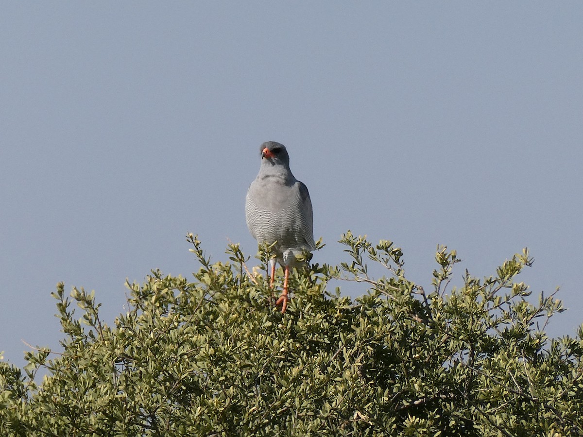 Pale Chanting-Goshawk - ML643035571