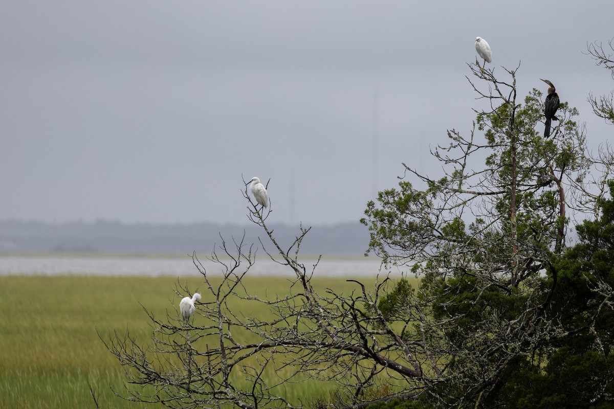 Snowy Egret - ML643035587