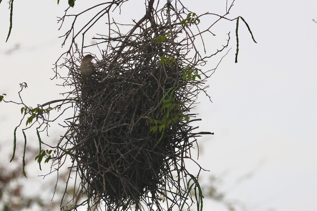 Greater Thornbird - ML643035598