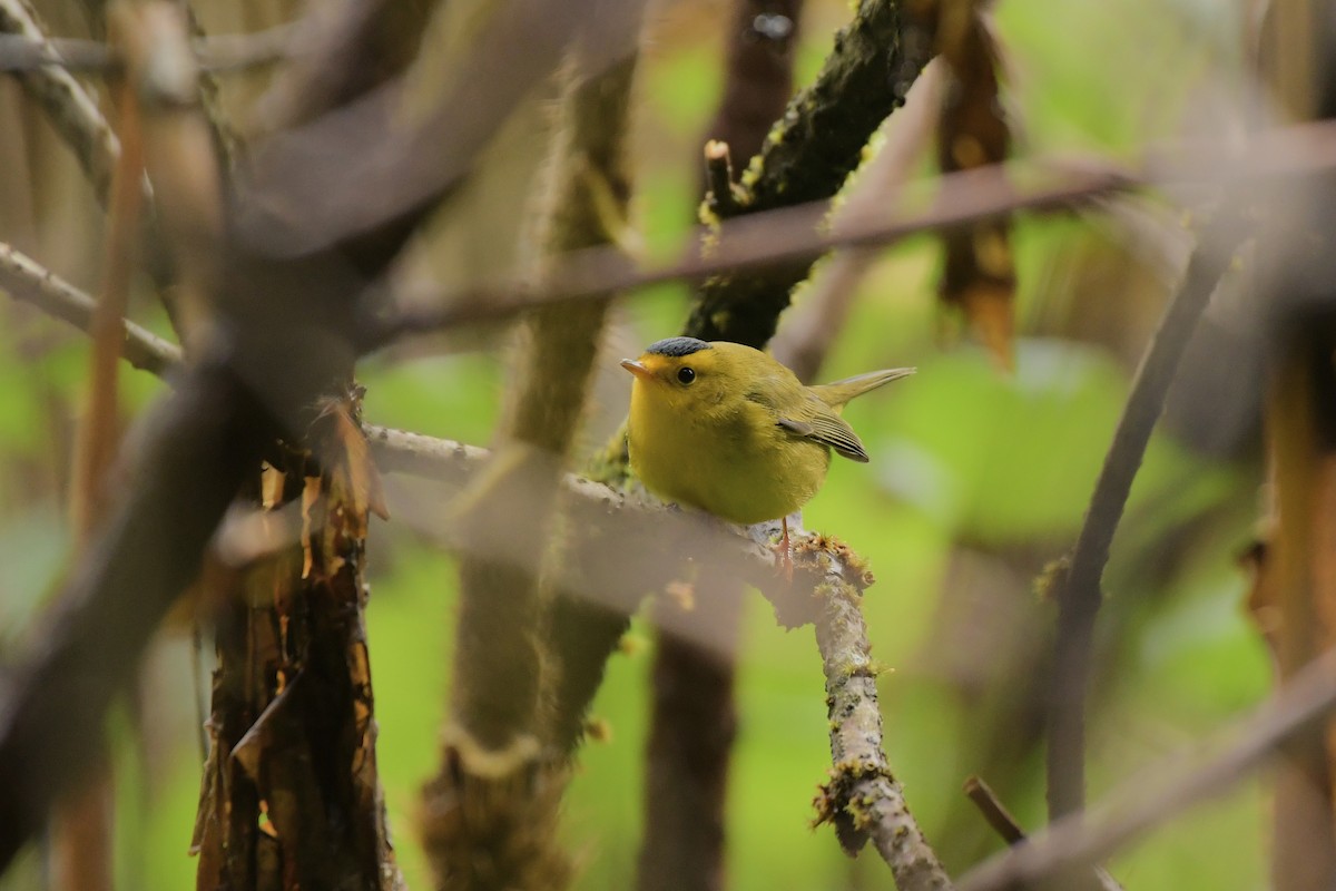 Wilson's Warbler - ML643035602