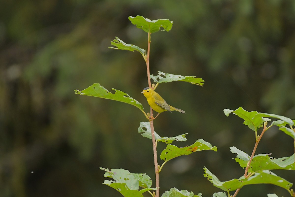 Wilson's Warbler - ML643035603
