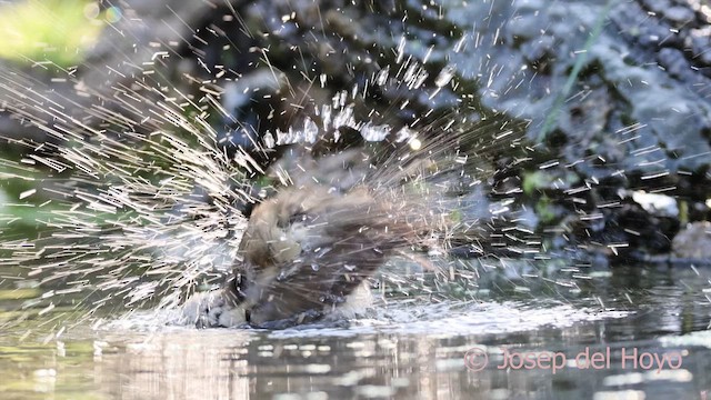 Eurasian Blackcap - ML643035607