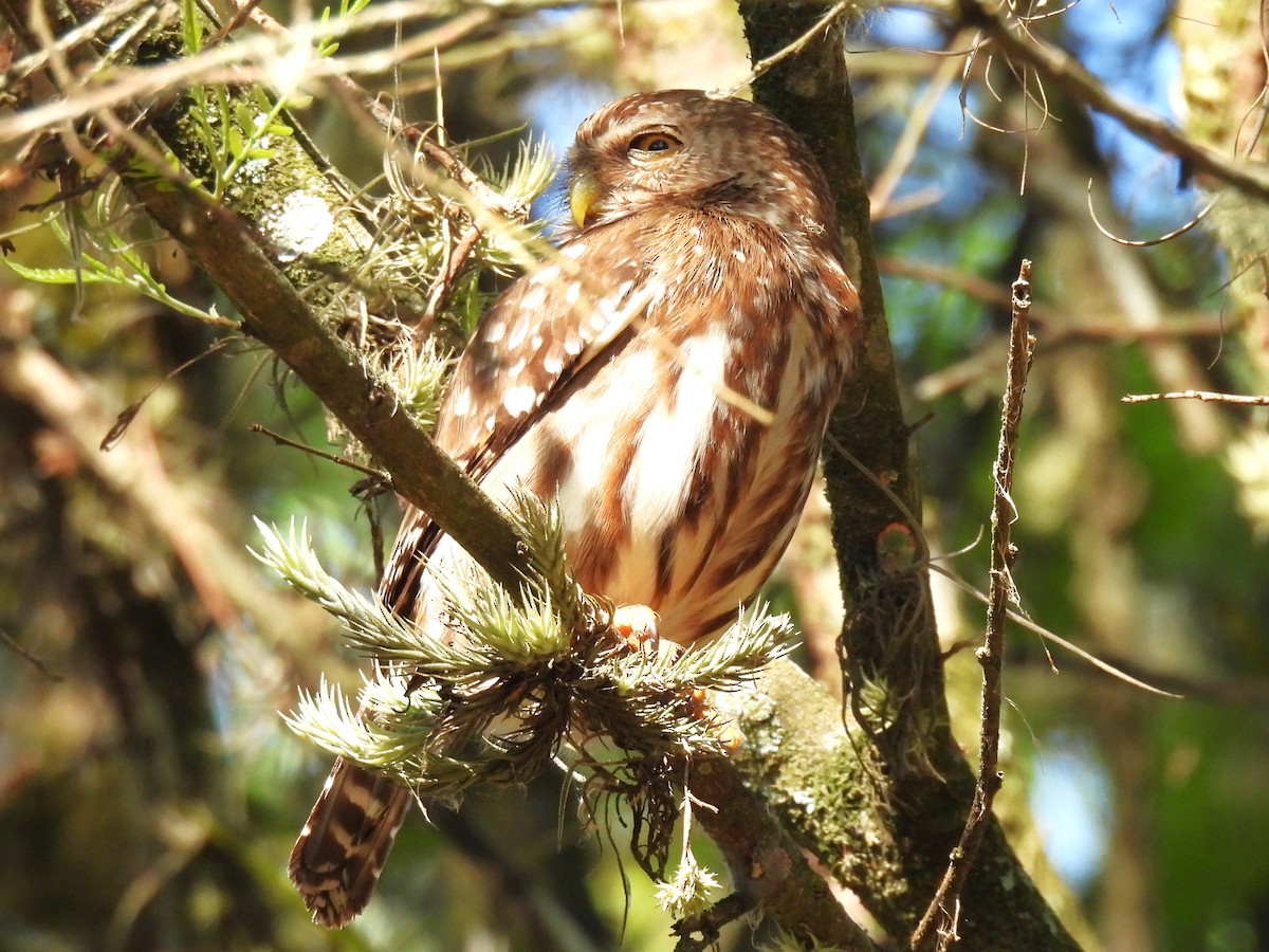 Ferruginous Pygmy-Owl - ML643035608