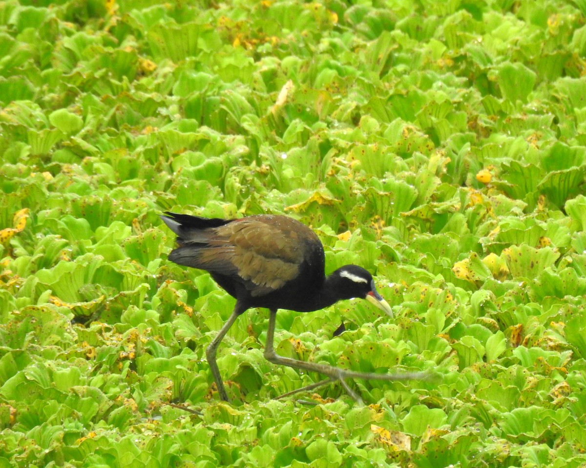 Bronze-winged Jacana - ML643035615