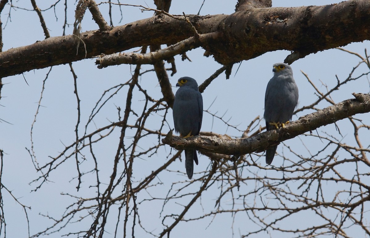 Gray Kestrel - ML643035616