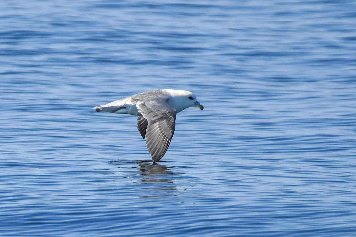 Northern Fulmar - ML643035643