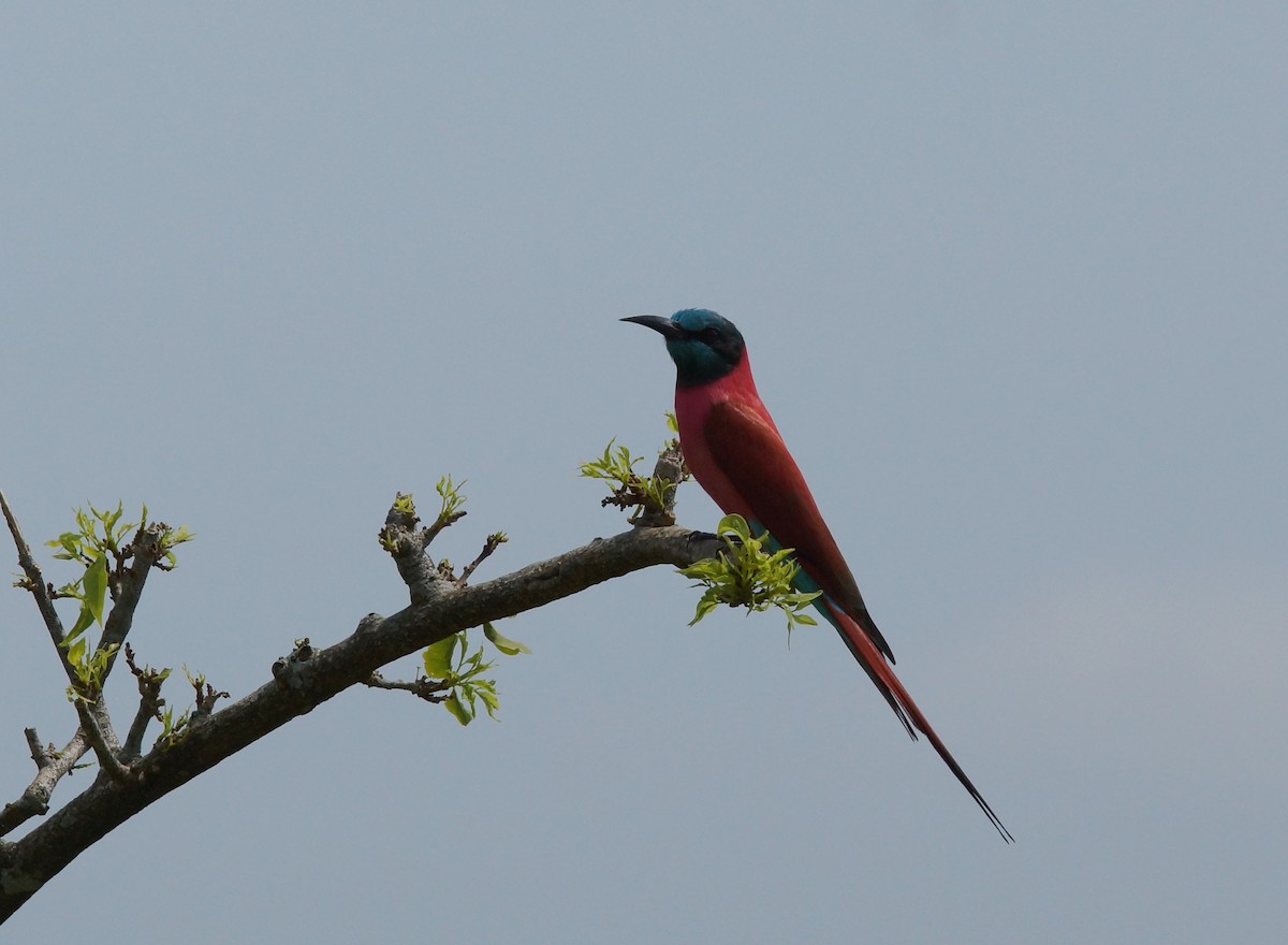 Northern Carmine Bee-eater - ML643035652