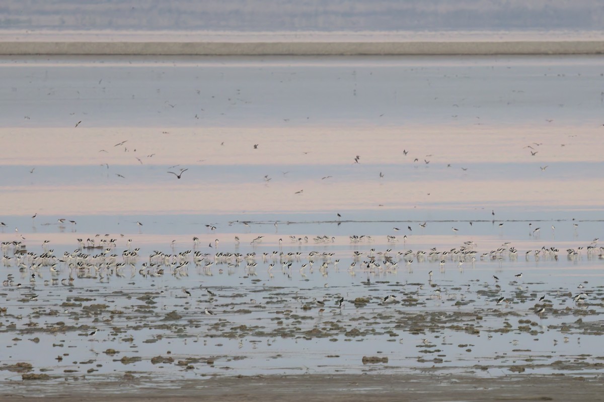 American Avocet - ML643035655