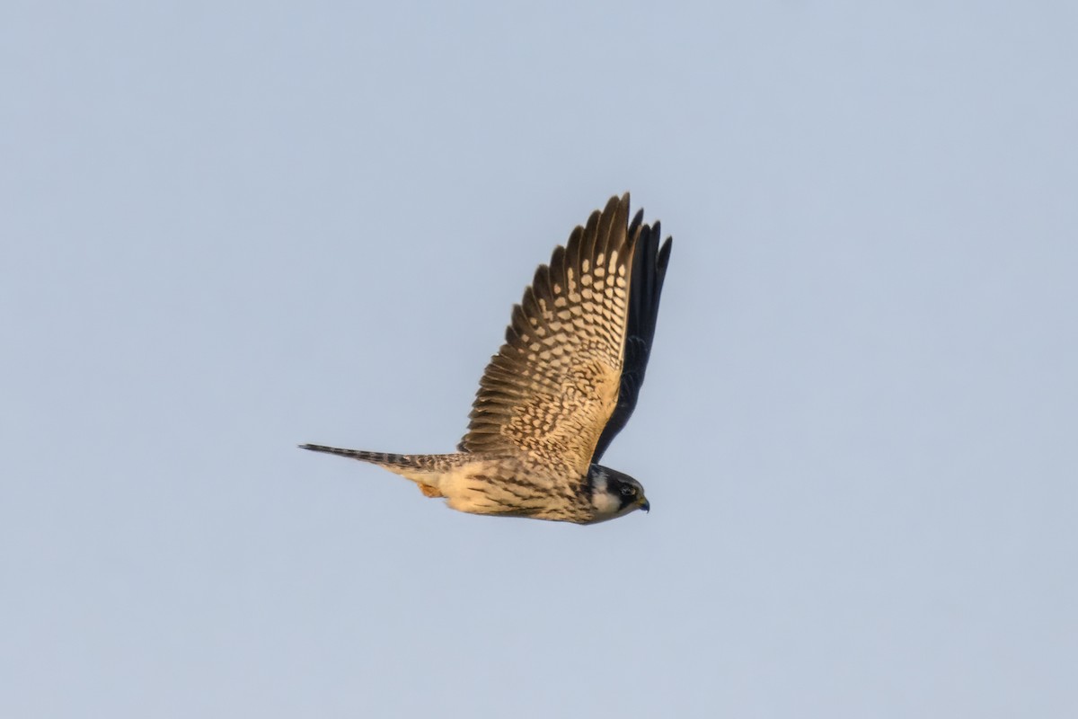 Red-footed Falcon - ML643035683