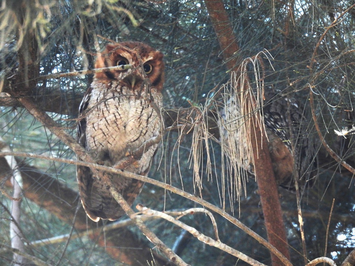 Tropical Screech-Owl - ML643035685
