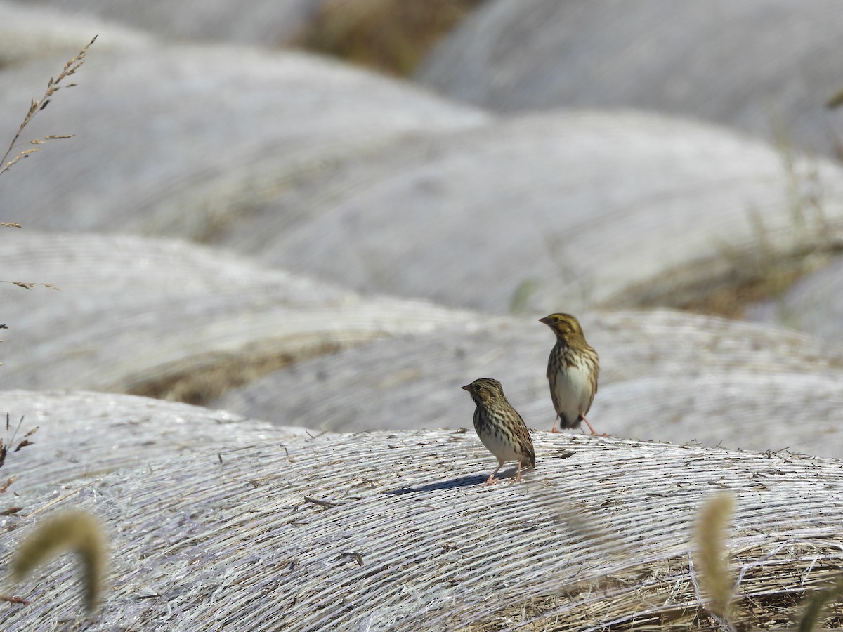 Саванная овсянка - ML643035706