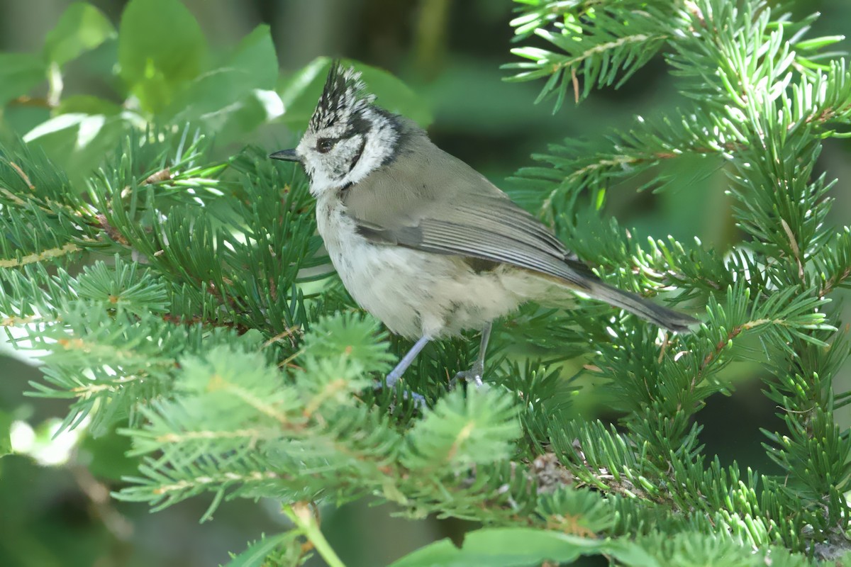 Crested Tit - ML643035709