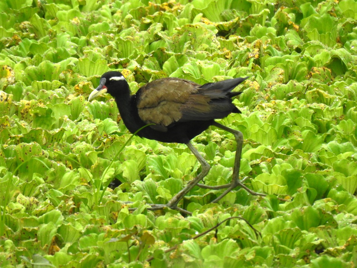 Bronze-winged Jacana - ML643035728