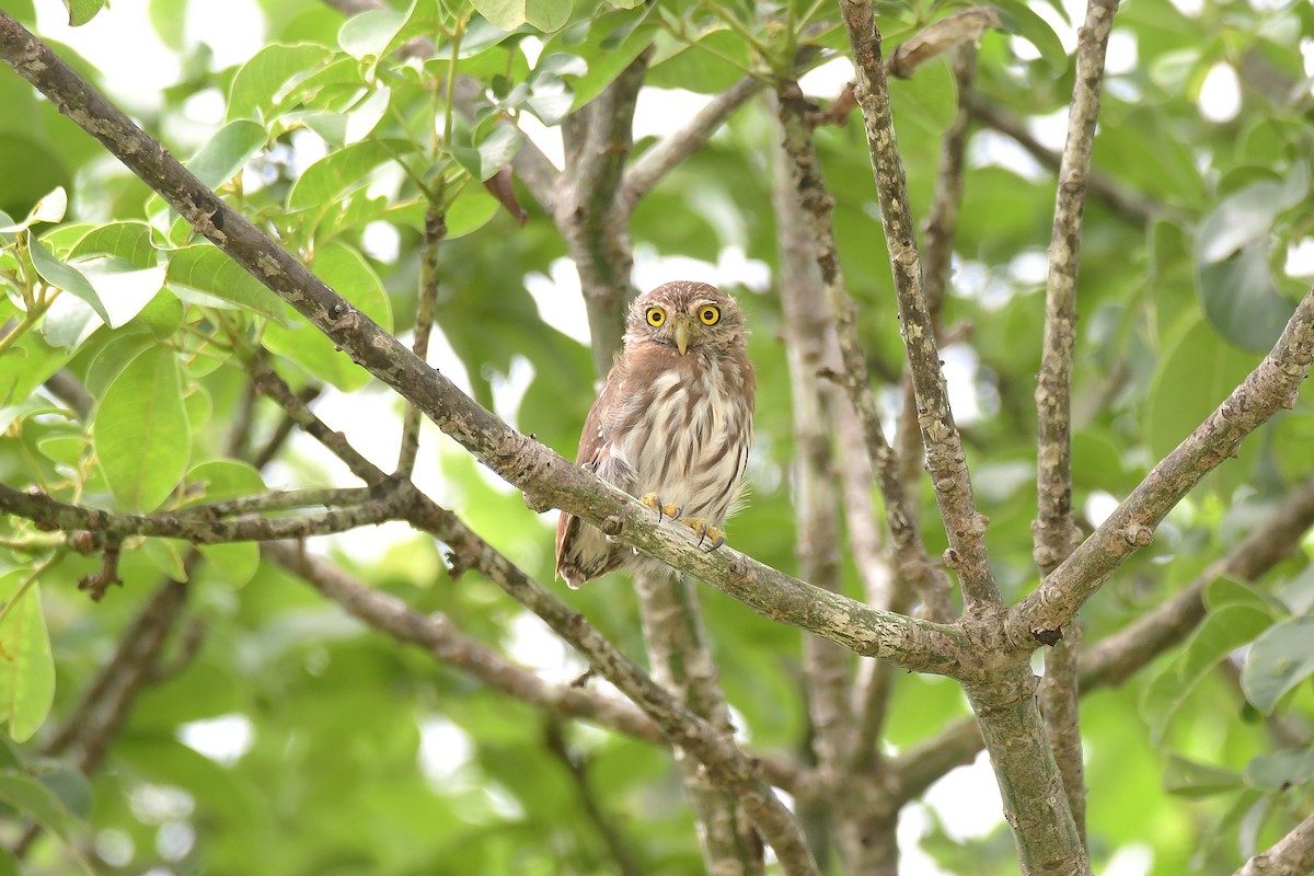 Ferruginous Pygmy-Owl - ML643035733