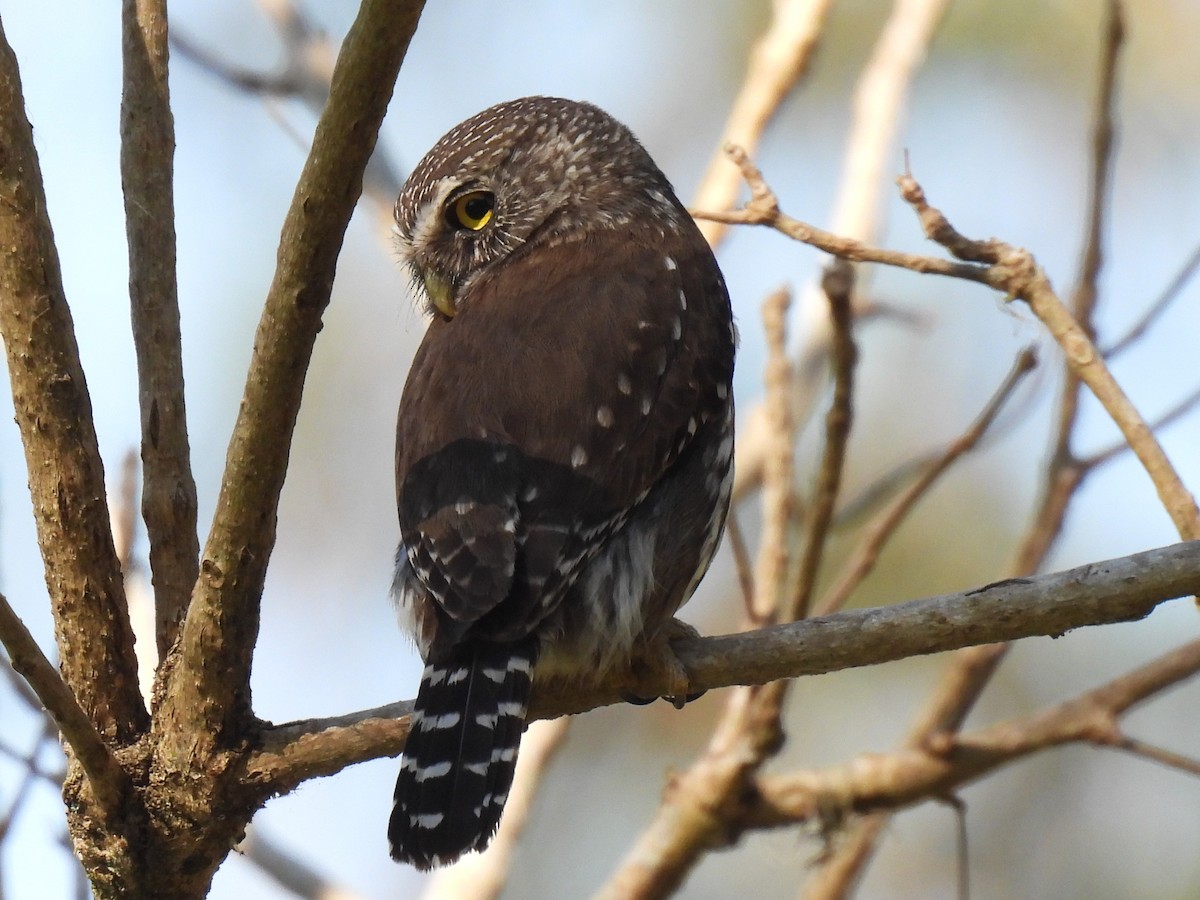 Ferruginous Pygmy-Owl - ML643035741