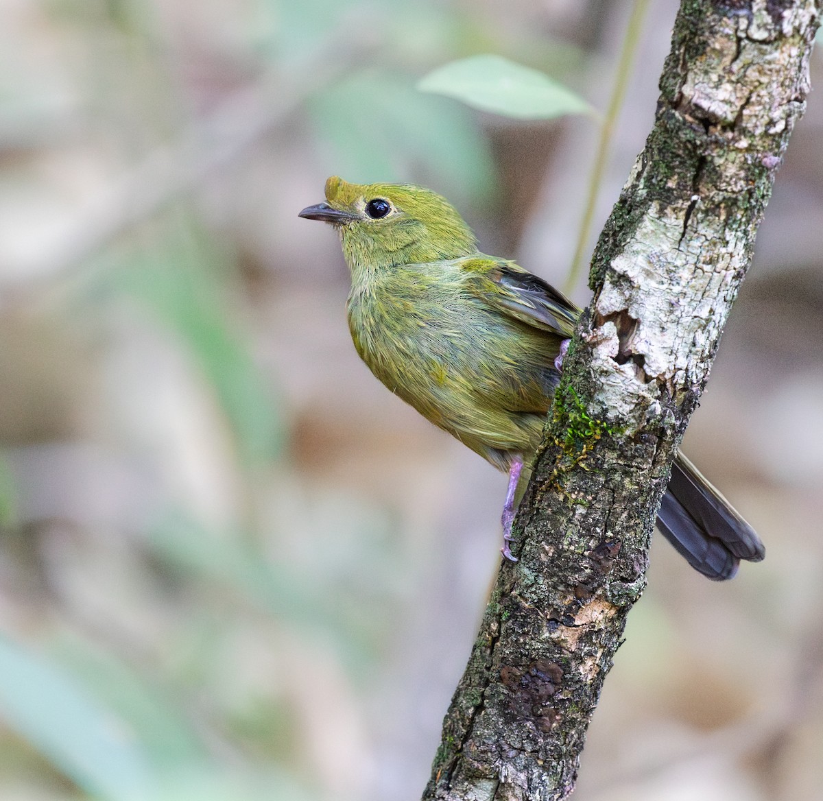 Helmeted Manakin - ML643035746