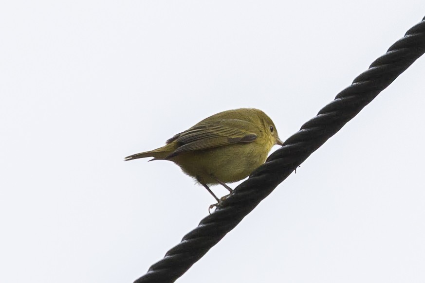Yellow Warbler - ML643035802