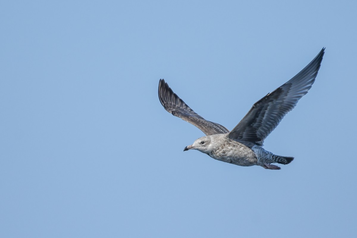American Herring Gull - ML643035829