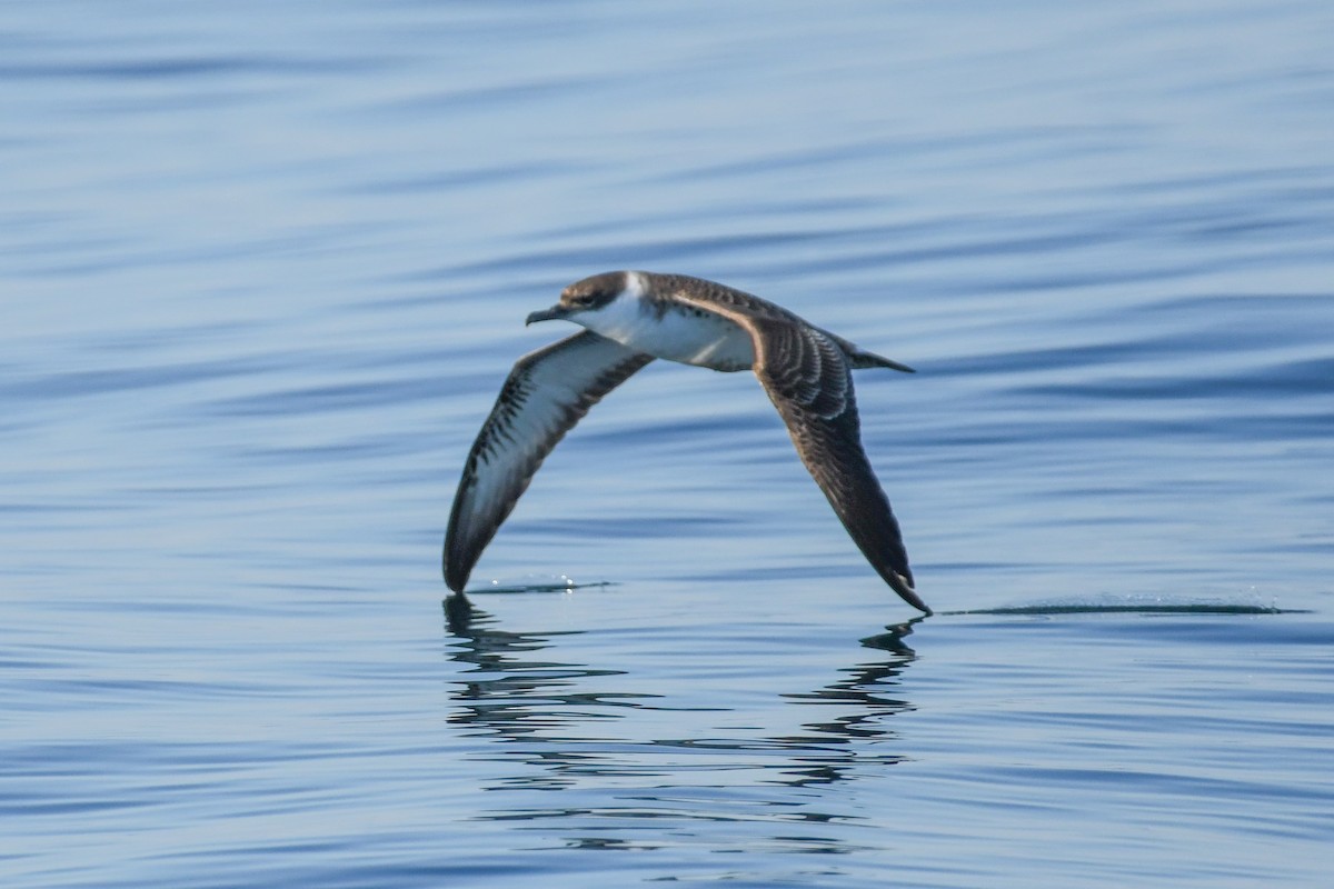 Great Shearwater - ML643035835