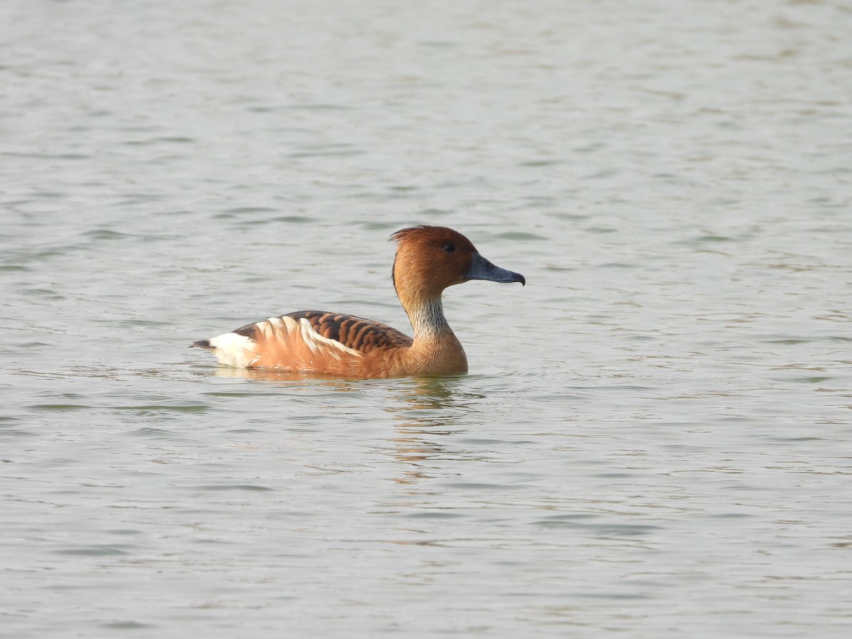 Dendrocygne fauve - ML643035851