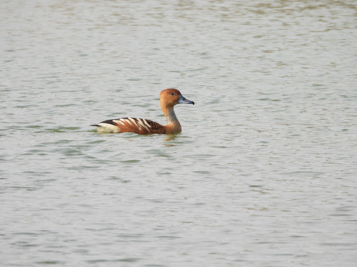 Dendrocygne fauve - ML643035852