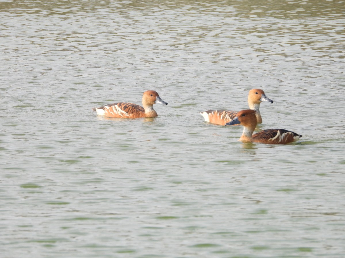 Dendrocygne fauve - ML643035853
